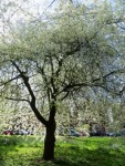 tree_blossom_2_ds.jpg