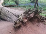 tree_3_fallen_trunk_and_bluebells_ds.jpg