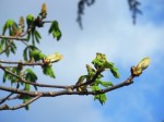 tree_sticky_buds_ds1.jpg